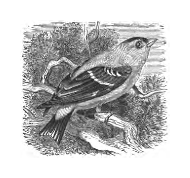American Goldfinch illustration from Birds Through an Opera Glass, page 77.