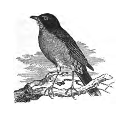 Inline illustration of an American Robin from Florence Merriam Bailey's Birds Through an Opera Glass, page 5.