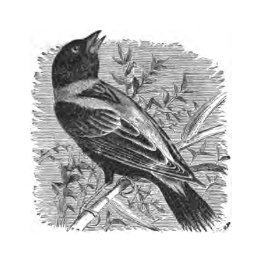 Second inline illustration of a Bobolink from Bailey's chapter on the species, book p. 26, 28.