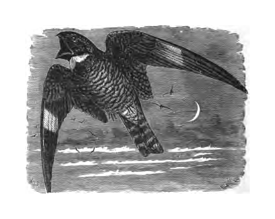 Inline illustration of a Common Nighthawk from Bailey's chapter on the species, book p. 170.