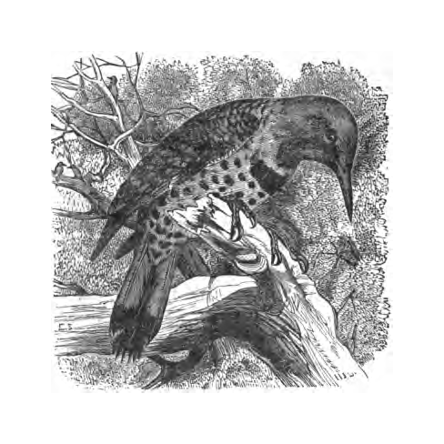 Inline illustration of a Northern Flicker from Bailey's chapter on the species, book p. 50.
