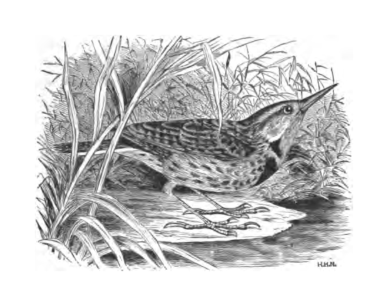 Inline illustration of an Eastern Meadowlark from Bailey's chapter on the species, book p. 41.