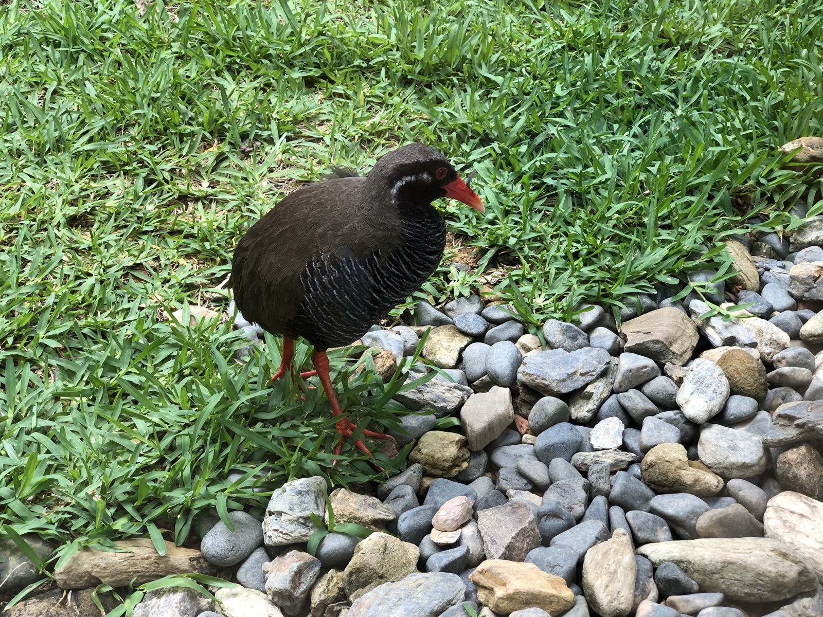The Okinawa Rail That Made Me a NYC Birder