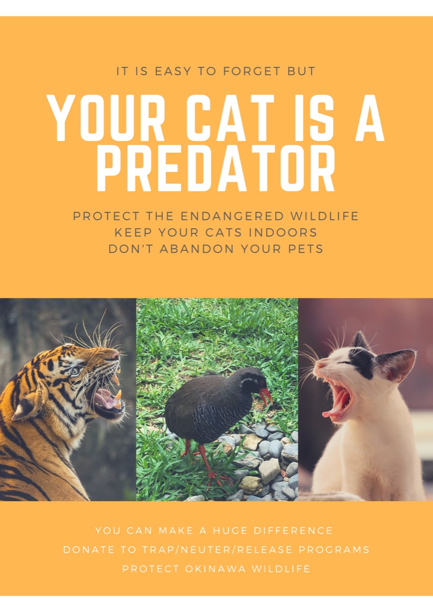 PSA poster created by Shelly Xiong in 2018: an image of a tiger, an image of a kitten, and a photograph of an Okinawa Rail, with the text 'Your cat is a predator. Protect endangered wildlife.'