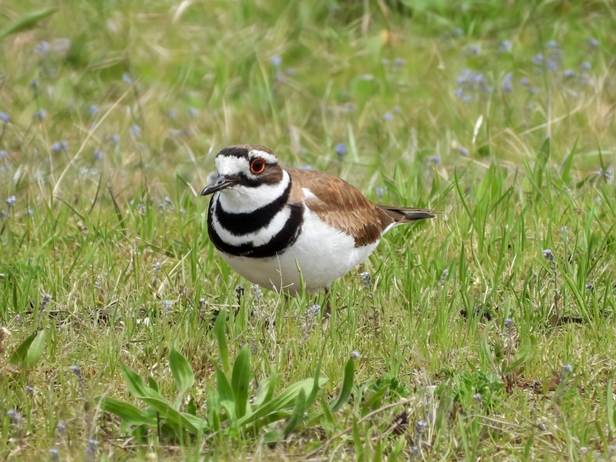 A Killdeer in breeding plumage stands on open ground at Fort Tilden, its two black breast bands and red eye-ring visible.