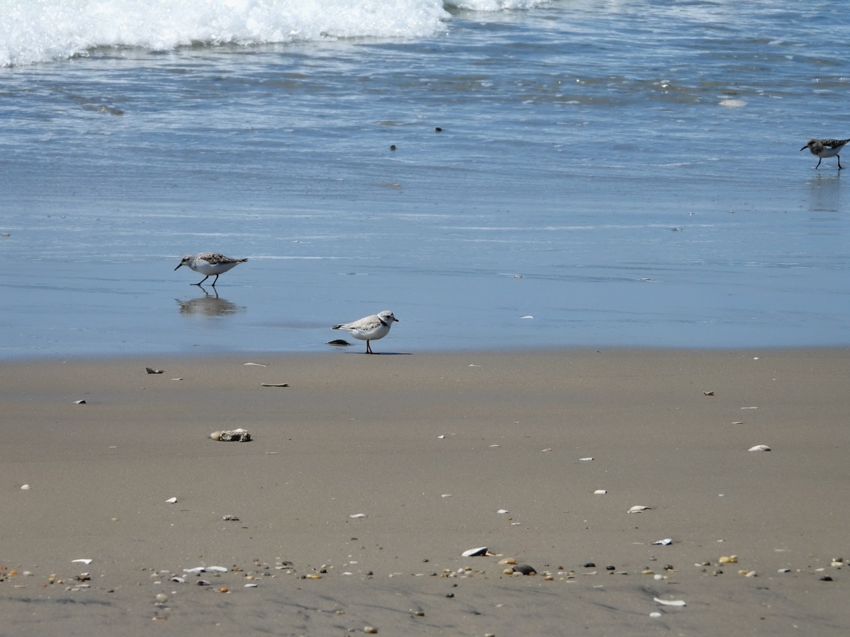A Piping Plover stands at the edge of a wave with two small shorebirds, likely Sanderlings, in the same frame.
