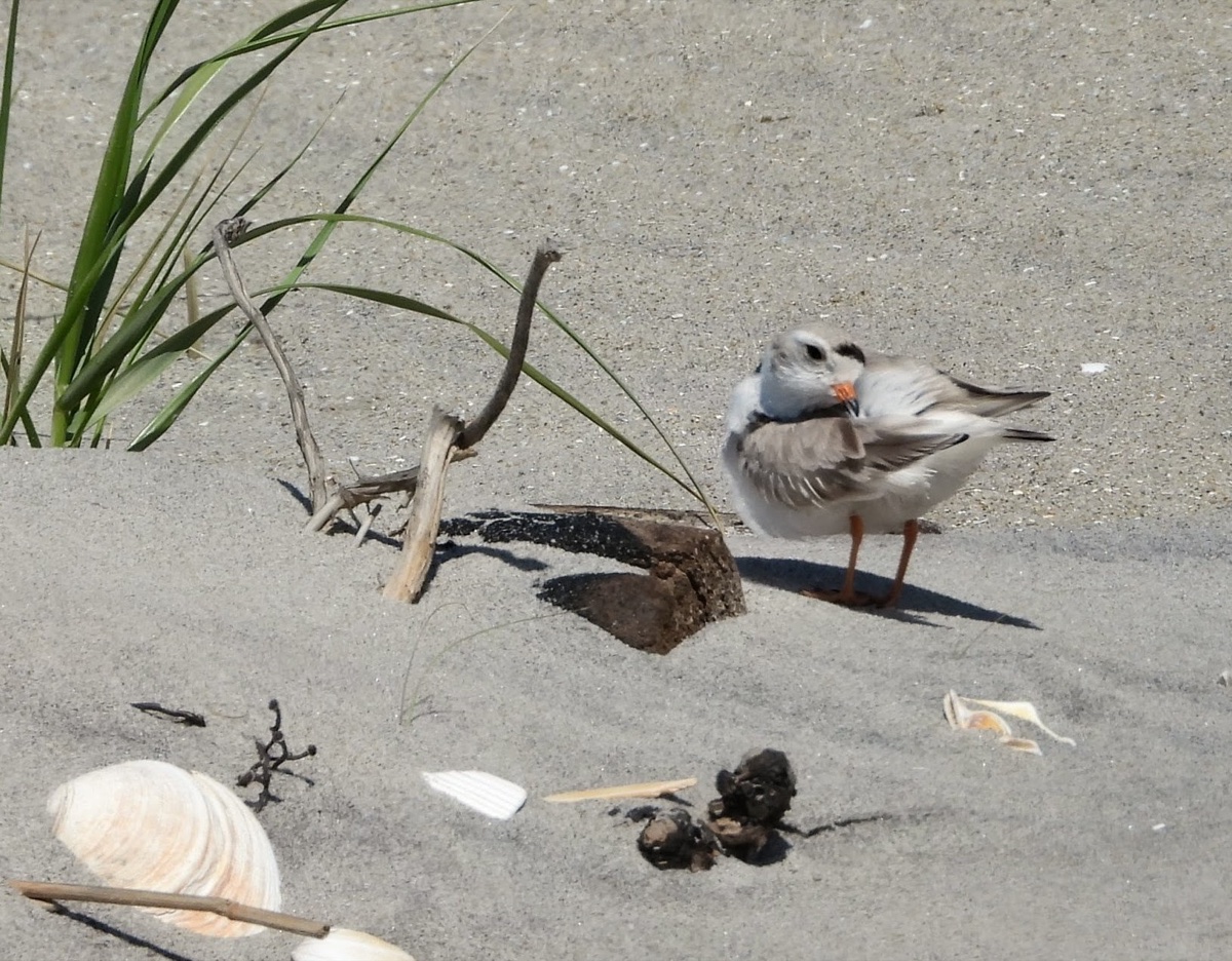 A Piping Plover stands on bare sand near dune grass and a piece of driftwood. Seashells and a small rock are in the foreground.