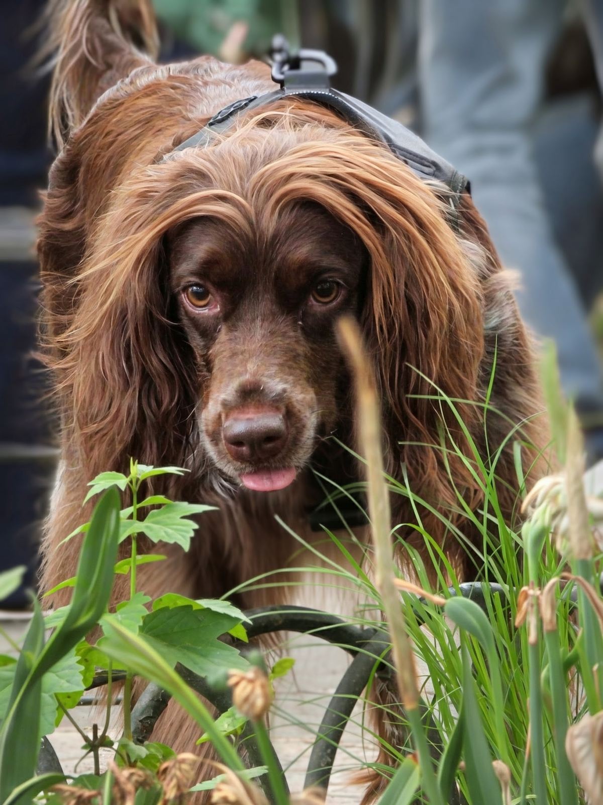 The Rare Dog That Looks for Peents