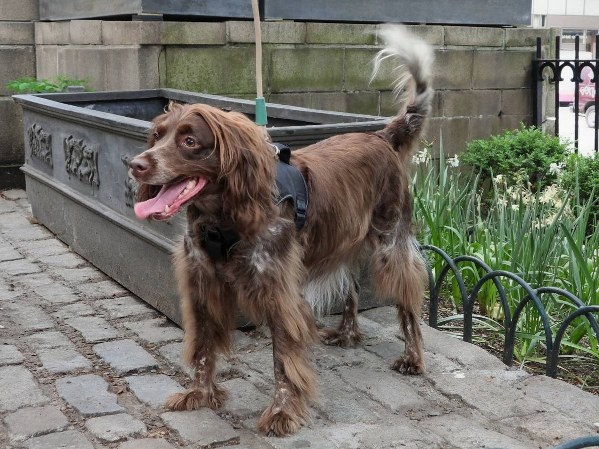 Coral, an Épagneul de Saint-Usuge, standing in profile with saber-carried tail curled up over her back, heavily feathered chestnut-pied coat, on a Manhattan sidewalk in front of a stone planter.