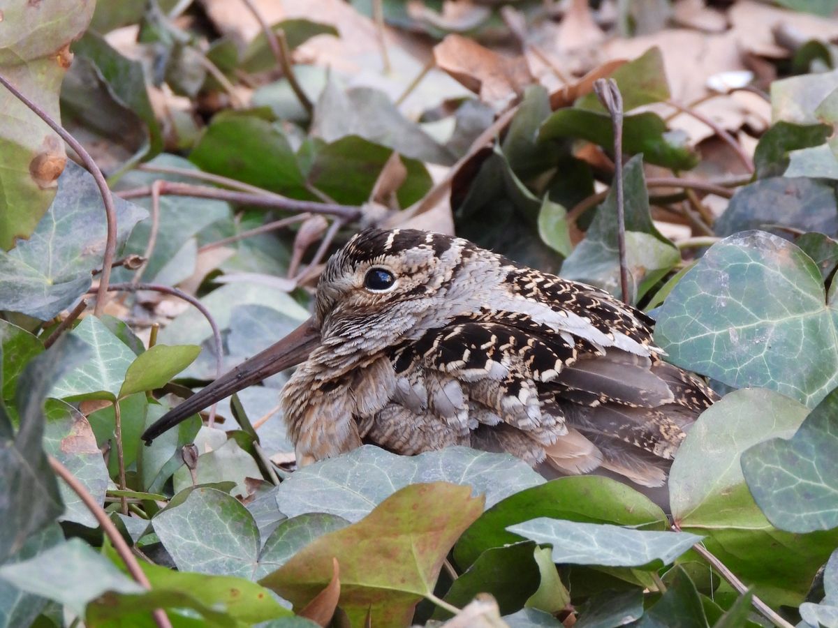 American Woodcock with bill pointed down into the leaf litter, cryptic brown plumage blending with the ivy and fallen leaves around it.