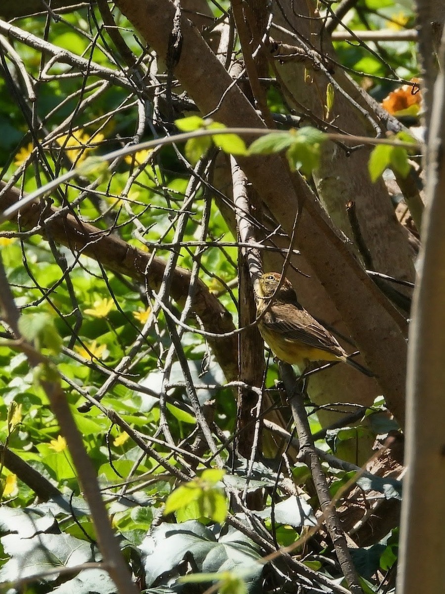 A Palm Warbler pumping its tail on a low branch, an early April arrival in Central Park.
