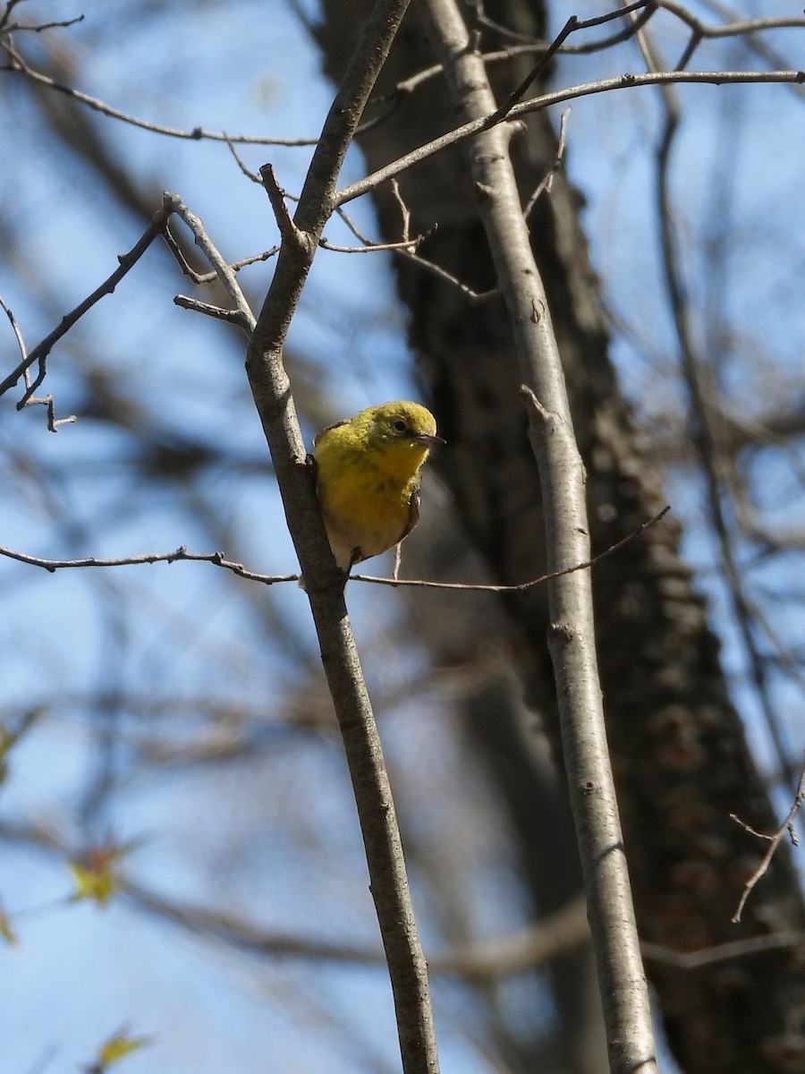 A Pine Warbler singing from a conifer in early spring.