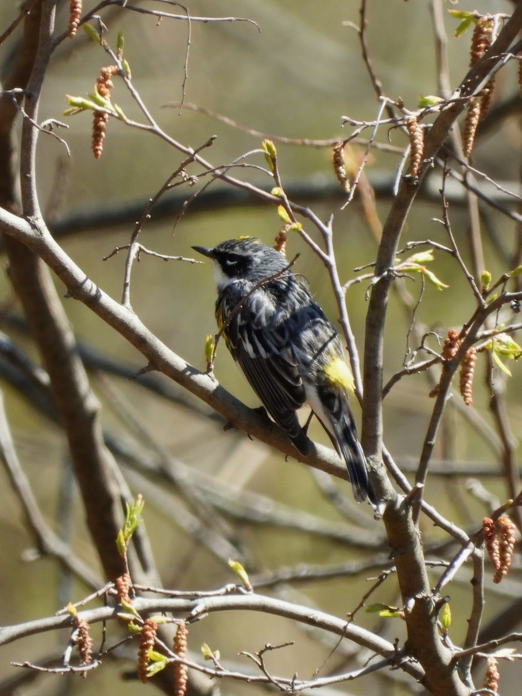 Spring Migration 2026: Peak Timing and the Warbler Fallouts