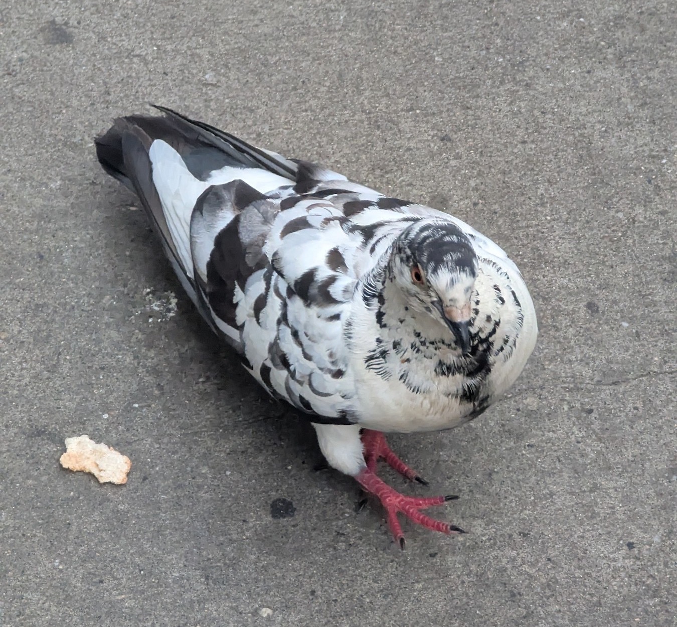 A Rock Pigeon on a New York City sidewalk, crumb of bread just out of reach.