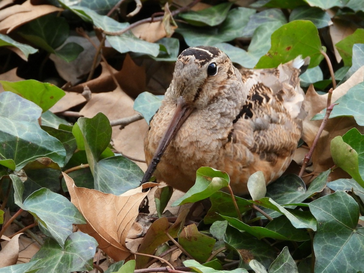 Celebrity Birds: The Bryant Park Woodcocks