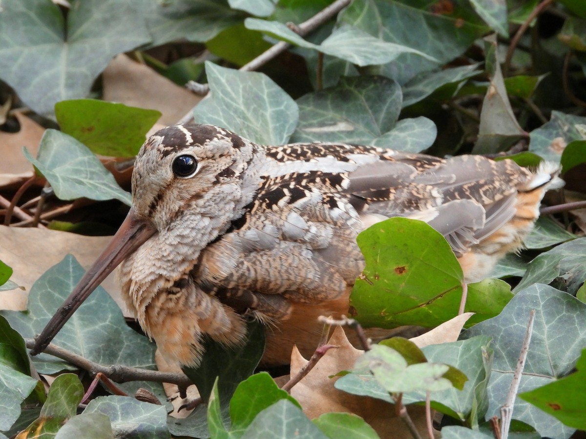 American Woodcock in profile, showing the eye set far back and high on the skull, roughly level with the base of the long bill.