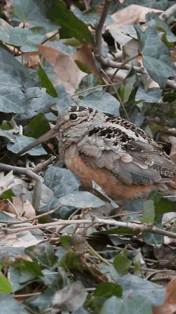 American Woodcock doing the characteristic slow rocking bob while foraging in leaf litter at Bryant Park.