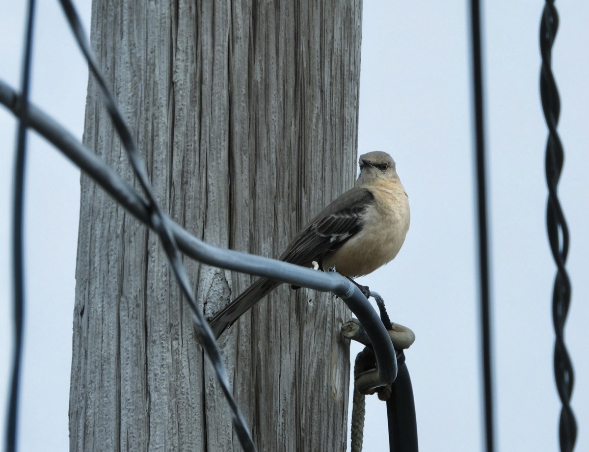 Northern Mockingbird perched on a utility wire in front of a weathered wooden pole in New York City, gray-and-white plumage, long tail. Photographed by Shelly Xiong.